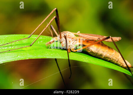 Insect. Marco close up of a Crane fly sitting on leaf. Order Diptera, 'Tipula Maxima' Long brown body with very long legs. Stock Photo