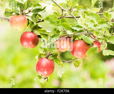 Äpfel hängen am Baum Stock Photo