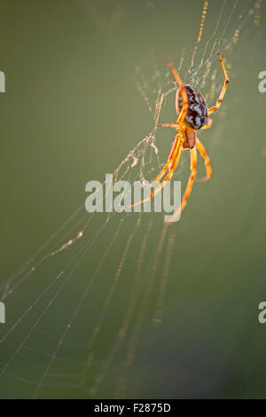 European garden spider (Araneus diadematus) in its web, Middle Elbe Biosphere Reserve, Saxony-Anhalt, Germany Stock Photo