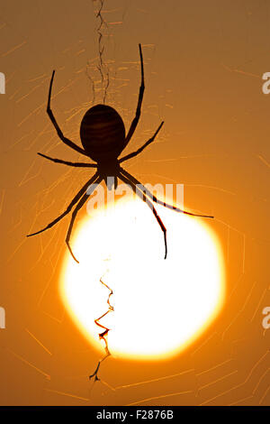 Wasp spider (Argiope bruennichi), in its web, at sunset, Middle Elbe Biosphere Reserve, Saxony-Anhalt, Germany Stock Photo