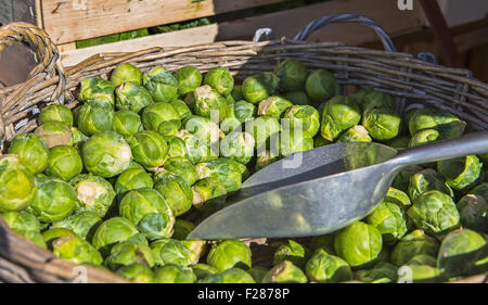Brussels sprouts (Brassica oleracea var. Gemmifera) at a market stall, Bavaria, Germany Stock Photo