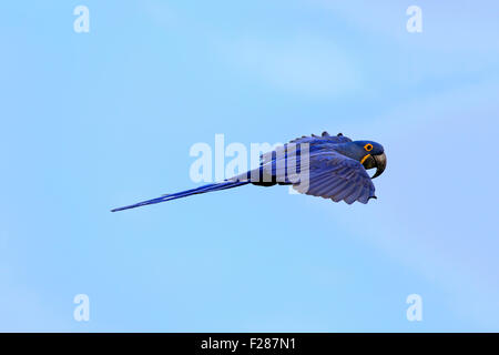 Hyacinth macaw (Anodorhynchus hyacinthinus) adult in flight, Pantanal, Mato Grosso, Brazil Stock Photo