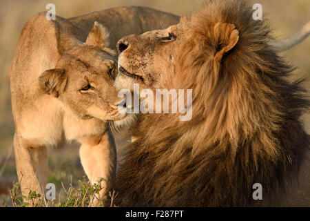 Lions (Panthera leo), sniffing each other, Maasai Mara National Reserve, Narok County, Kenya Stock Photo