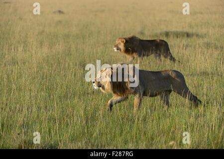 Two nomadic male lions (Panthera leo), ready to attack, Maasai Mara National Reserve, Narok County, Kenya Stock Photo