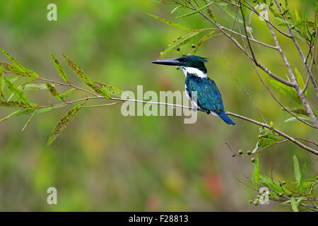 Amazon kingfisher (Chloroceryle amazona), adult on the lookout, in a tree, Pantanal, Mato Grosso, Brazil