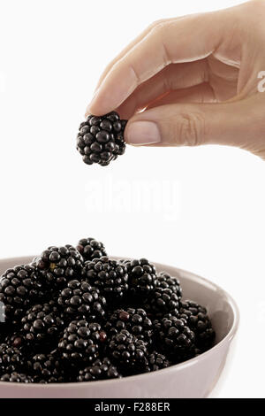 Woman taking a blackberry from a bowl, Bavaria, Germany Stock Photo