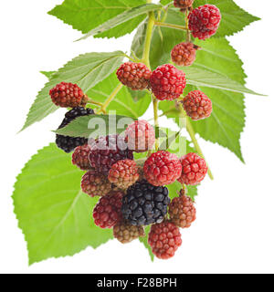 Blackberry fruit bunch with leaf closeup isolated on white Stock Photo