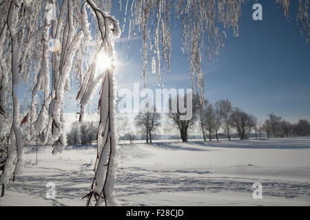 Sun shining through a frosted branch, Eichenau, Fürstenfeldbruck, Bavaria, Germany Stock Photo