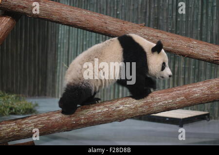 A giant panda for the 2010 World Expo is seen at the Shanghai Zoo, January 5, 2010. Ten giant pandas selected from Bifengxia pan Stock Photo