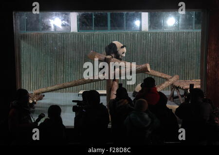 A giant panda for the 2010 World Expo is seen at the Shanghai Zoo, January 5, 2010. Ten giant pandas selected from Bifengxia pan Stock Photo