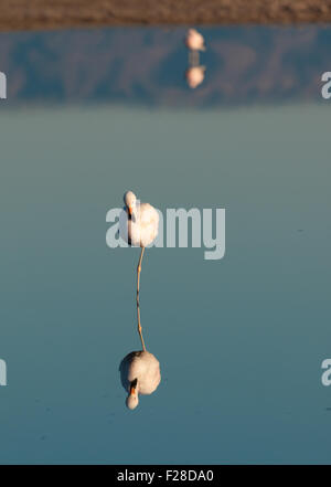 Andean flamingo (Phoenicopterus andinus) feeding at Laguna Chaxa just after sunrise, with reflections on the lake surface. Stock Photo