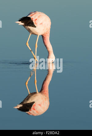 Andean flamingo (Phoenicopterus andinus) feeding at Laguna Chaxa just after sunrise, with reflections on the lake surface. Stock Photo