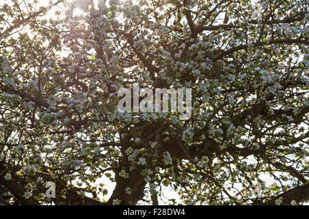 Full frame shot of white apple blossoms tree, Bavaria, Germany Stock Photo