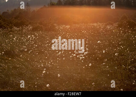 Sunlight falling on cotton grass (Eriophorum angustifolium) growing in field, Bavaria, Germany Stock Photo