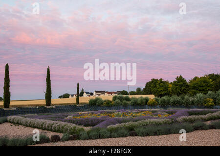 Chateau du Rivau, dawn light over the formal lavender beds with the village of Lemere in background Stock Photo