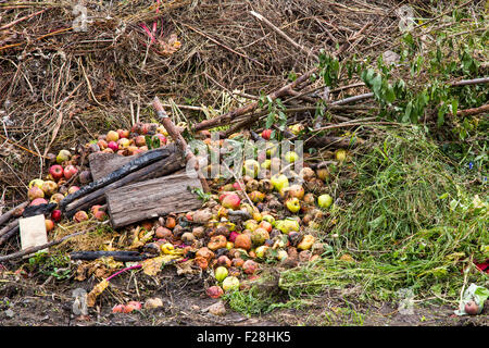 Compost heap with grass and apples on an allotment site Stock Photo