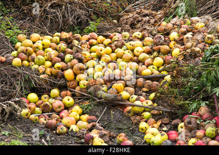 Rotten green and yellow apples with other waste on a compost heap on an allotment site Stock Photo