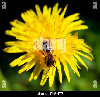 A Bee on a dandelion Stock Photo