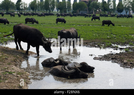 View of buffaloes in a muddy water Stock Photo