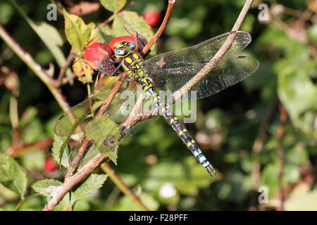 Close-up, macro photo of a Dragonfly resting with its wings spread on a wild rose bush. Stock Photo