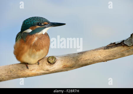 Young Common Kingfisher / Eurasian Kingfisher / Eisvogel  ( Alcedo atthis ) sits on a branch in front of a soft blue background. Stock Photo