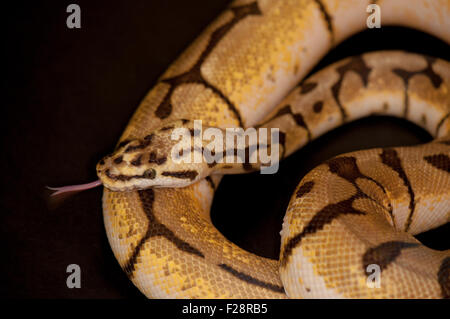 Ball Python - Python regius, isolated on a black background. Stock Photo