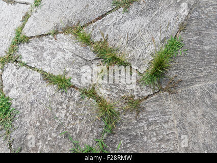 Grass growing through cracks in the pavement Stock Photo