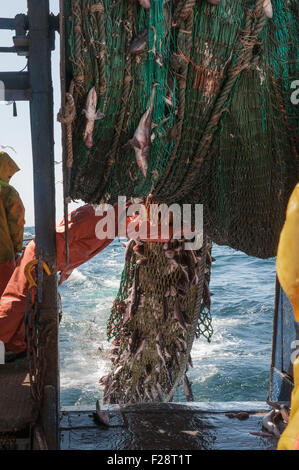 Hauling in dragger net filled with haddock, pollock, dogfish and lobster.  Georges Bank, New England Stock Photo