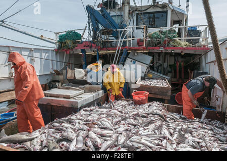 Fishermen sorting their catch on the deck of a fishing trawler while a ...