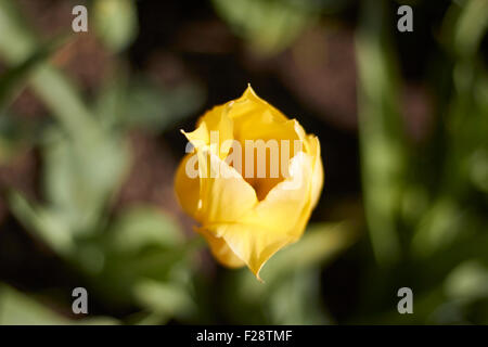 Beautiful close up of a yellow tulip in a field. Stock Photo