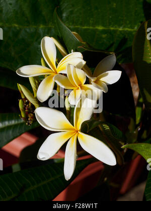 Plumeria inflorescence variety Lanai Sunray Stock Photo