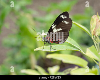 Exotic butterfly. Small postman, the red passion flower butterfly, or the crimson-patched longwing. Heliconius erato notabilis Stock Photo