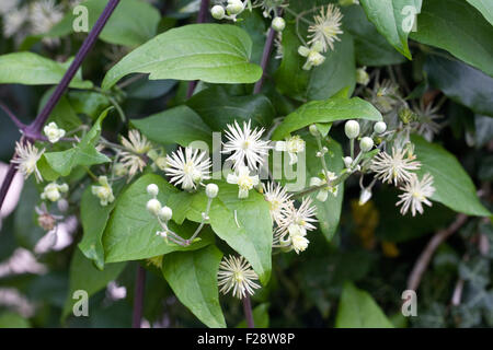 Clematis vitalba. Wild clematis growing in the hedgerow. Stock Photo