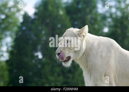 Funny white lion's portrait with the long tongue and teeth Stock Photo