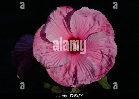 Giant Hardy Hibiscus Stock Photo