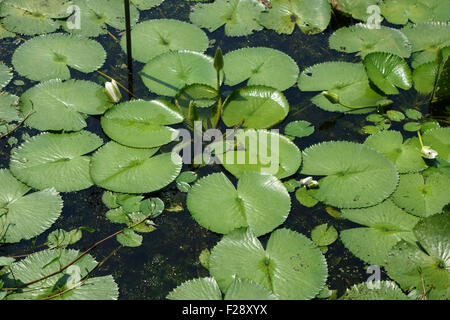 Water lilies, Nymphaea pubescens, lily pad leaves  of plants coming into flower on the surface of a lake on Koh Kret, Bangkok Stock Photo