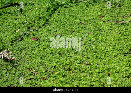 Water lettuce or water cabbage, Pistia stratiotes covering the water surface of the lake on Koh Kret, Bangkok Stock Photo
