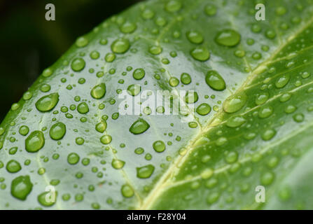 Rain water drops sitting on the shiny waxy leaf of cherry laurel, Prunus laurocerasus, Berkshire, August Stock Photo