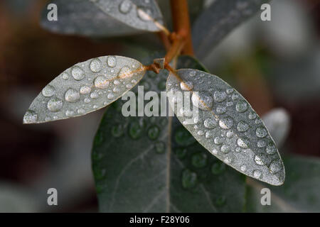 Rain water drops sitting on the grey green leaves of Eleagnus angustifolia "Quicksilver" Stock Photo