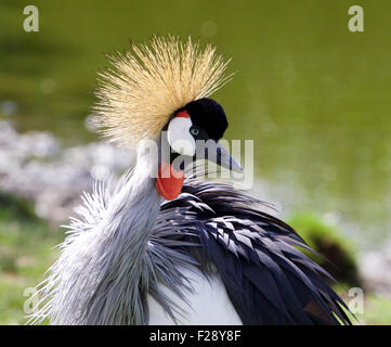 The portrait of the beautiful bird East African Crowned Crane Stock Photo