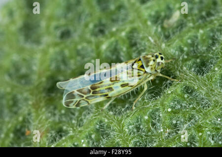 Photomicrograph of an adult sage leaf hopper, Eupteryx melissae, on the underside of a sage leaf, August Stock Photo