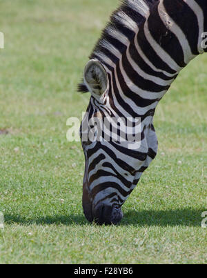 Beautiful zebra's head Stock Photo