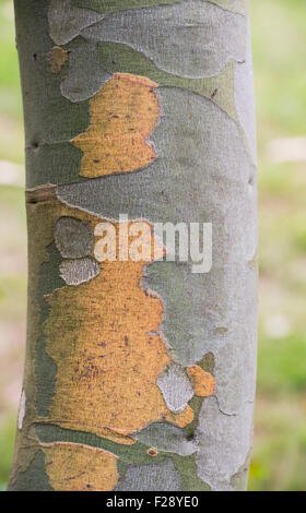 Eucalyptus pauciflora subsp. debeuzevillei. Jounama snow gum tree bark Stock Photo