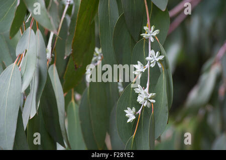 Eucalyptus pauciflora subsp. debeuzevillei. Jounama snow gum flower buds Stock Photo