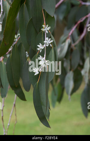 Eucalyptus pauciflora subsp. debeuzevillei. Jounama snow gum flower buds Stock Photo