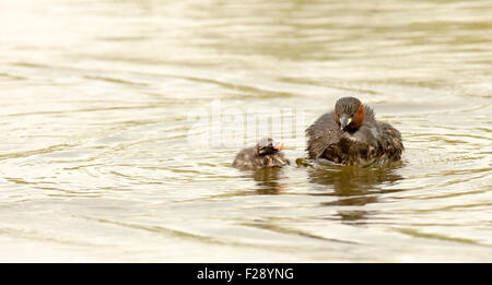 Little grebe (Tachybaptus ruficollis) feeds a young chick. This bird inhabits rivers, lakes and marshland, feeding on insects an Stock Photo