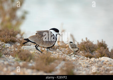 Spur-winged plover (or lapwing, Vanellus spinosus) with chick. This bird inhabits wetlands and coastal areas in northern Africa Stock Photo