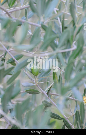 An olive tree (Olea europaea)  in a field near Rubik. Rubik, Albania. 07Sep15 Stock Photo