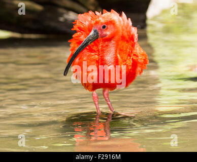 Red Scarlet Ibis (Eudocimus ruber) wading through the water Stock Photo