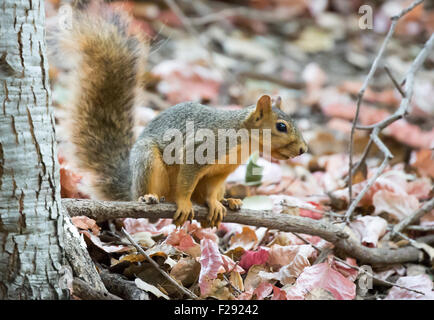 Fox Squirrel Stock Photo
